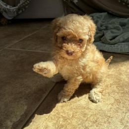 Boy 1 - Apricot male Poodle puppy in Maricopa, Arizona from La Petite poodle