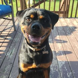 Rottweiler puppies from Alpha Co. Rottweilers