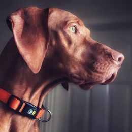 Vizslas from De Oro Vizslas