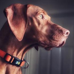 Vizslas from De Oro Vizslas