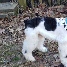 Miniature Schnauzers from Schnauzer HQ