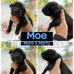 Moe - Black male Great Dane puppy in Sac City, Iowa from Northern Great Danes of Colorado & Iowa