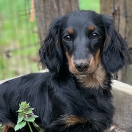 bellini - Dachshund