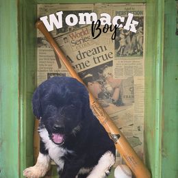 Womack - Black and white male Springerdoodle puppy in Cochise, Arizona from 64 Farm