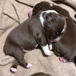 Newton - Black tri male Miniature Australian Shepherd puppy in Romney, West Virginia from South Branch Mini Aussies
