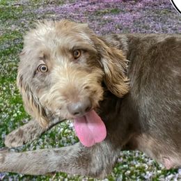 Labradoodles from Legendary Doodles NC, LLC