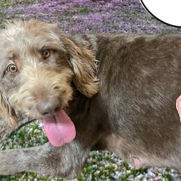 Labradoodles from Legendary Doodles NC, LLC