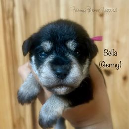 Bella (Genny) - Black and silver female Miniature Schnauzer puppy in Sedalia, Missouri from Farmer Brown's Puppies