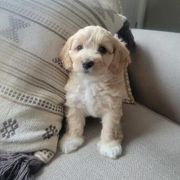 Bella - Buff and white female Cockapoo puppy in Mayville, Michigan from Kathy Maize