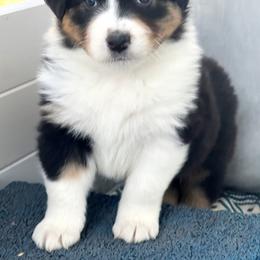 Gala - Black tri-color female Australian Shepherd puppy in Kearney, Nebraska from Helix Aussies