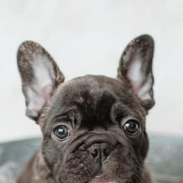 French Bulldogs from Williams Family Frenchie Farm