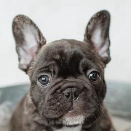 French Bulldogs from Williams Family Frenchie Farm