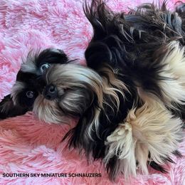 Pixie - Miniature Schnauzer