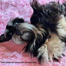 Pixie - Miniature Schnauzer