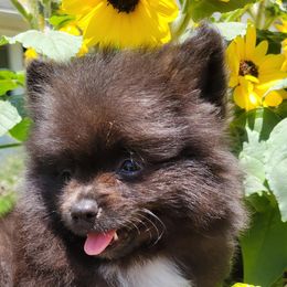 Catahoula Leopard Dogs, Cocker Spaniels, and Pomeranians from Rich Cat’s