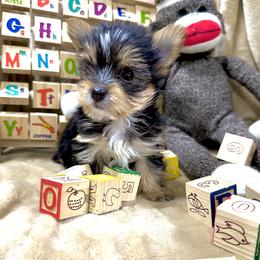 Yorkshire Terrier Puppies from Prims Puppies LLC