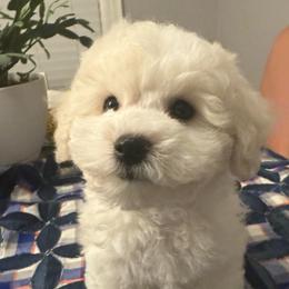 Girl 1 - White and buff male Bichon Frise puppy in Greensboro, North Carolina from Luna Llena Bichons