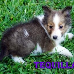 Tequilla - Sable-White Female - Sable and white female Shetland Sheepdog puppy in Frazeysburg, Ohio from Mountain High Kennels