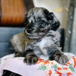 Gumbeaux - Merle male Schnoodle puppy in Grove, Oklahoma from Grand Lake Poodles & Doodles