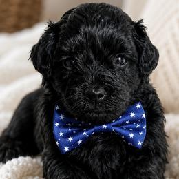 Schnoodles from Lewis Family Schnoodles