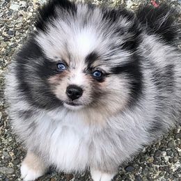 Pomsky Puppies from Rainier Mountain Pomsky’s LLC
