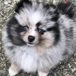 Pomsky Puppies from Rainier Mountain Pomsky’s LLC