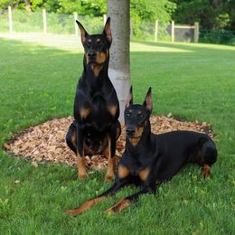 Doberman Pinschers from Rockhill Dobermans