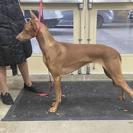Tye - Pharaoh Hound