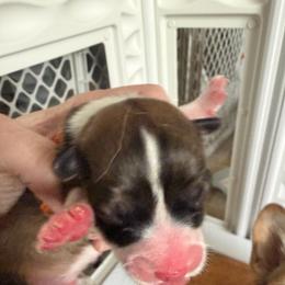 Orange - Sable male Pembroke Welsh Corgi puppy in Wheatland, California from Emerald Corgis