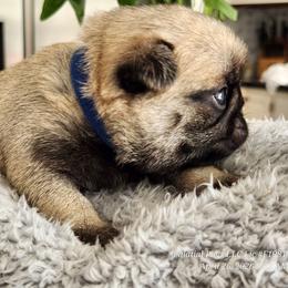 Girl 2... blue collar - Fawn female Pug puppy in Lebanon, Maine from Palatial Pugs LLC