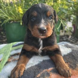 Bernedoodle Puppies from East Coast Bernedoodles