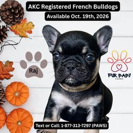Raj - Black and tan male French Bulldog puppy in Michigan from Fur Baby Farms