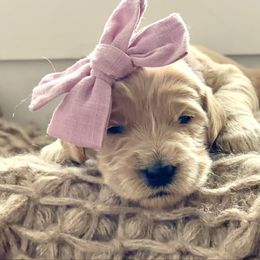 Dopey - Apricot female Goldendoodle puppy in Windsor, Colorado from Sixth Day Kind