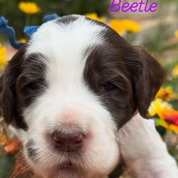 Boy 1 - male Australian Labradoodle puppy in Sedona, Arizona from Red Rock Doodles