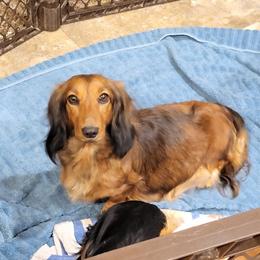 Little Bit - Dachshund