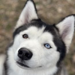 Lilah - Siberian Husky