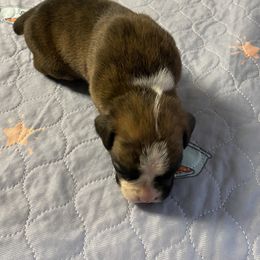 Boxer Puppies from Tracy's Boxers