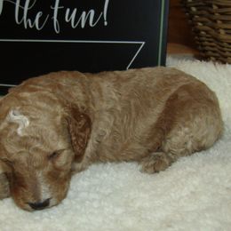 Goldendoodle and Poodle Puppies from David & Patricia Elliott