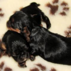 English Toy Spaniel and Pomeranian Puppies from Fairy Tale Poms & English Toy Spaniels