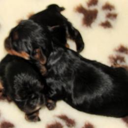 English Toy Spaniel and Pomeranian Puppies from Fairy Tale Poms & English Toy Spaniels