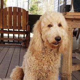 Doodlebug - Goldendoodle