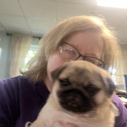 Pug Puppies from Pickwick Pugs