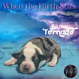 Tornado - Blue merle female Toy Australian Shepherd puppy in Brenham, Texas from Stone N Rose Kennels