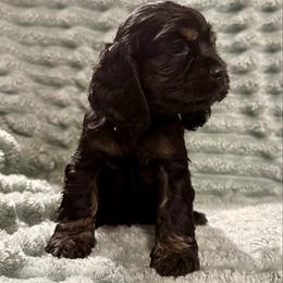 Raven - Black and tan female Cocker Spaniel puppy in Sumter, South Carolina from Cocker Eclipse In Home Kennel