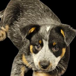 Boy 1 - Blue male Australian Cattle Dog puppy in Dalton, Pennsylvania from Whiteduck Mountain Kennel AKC Australian Cattle Dogs and AKC Fox Red Labrador Retrievers