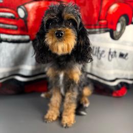 Lainey - Cavapoo