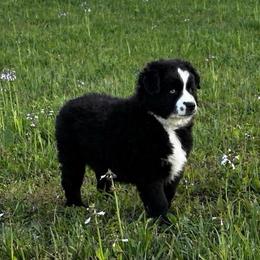 Tom - Black & white male Miniature Australian Shepherd puppy in Smithville, Arkansas from Cooper Creek Aussies