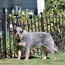 Charm - Australian Cattle Dog