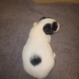 Boy 1 - White and black male Russell Terrier puppy in Kemp, Texas from Dodd's Shorty Jack Russells