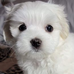Maltese from Maschler's Maltese Manor